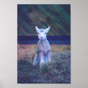 Poster Agneau nouveau-né