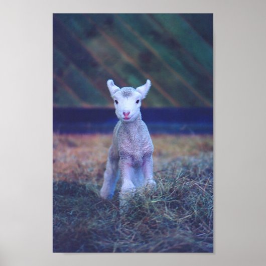 Poster Agneau nouveau-né (Devant)