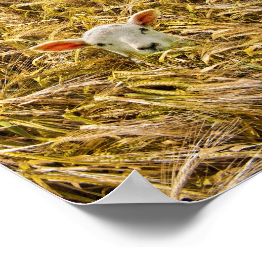 Poster agneau perdu (Coin)