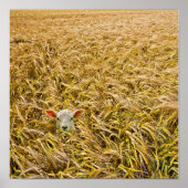 Poster agneau perdu (Devant)