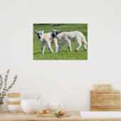 Poster Agneaux (Cuisine)