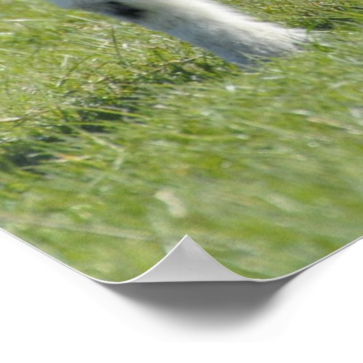 Poster Agneaux (Coin)