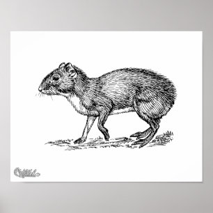 Poster Agouti