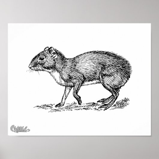 Poster Agouti (Devant)
