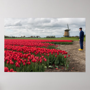 Poster Agriculteur inspectant ses tulipes et moulin à