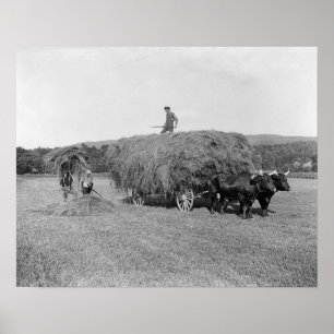 Poster Agriculteurs coupant du foin, 1906. Photo vintage