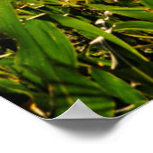 Poster Agriculture Brésil (Coin)