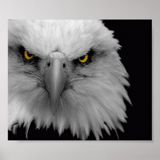 Poster aigle (Devant)