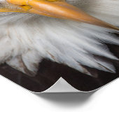 Poster Aigle (Coin)