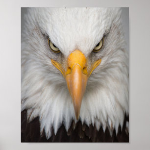 Poster Aigle