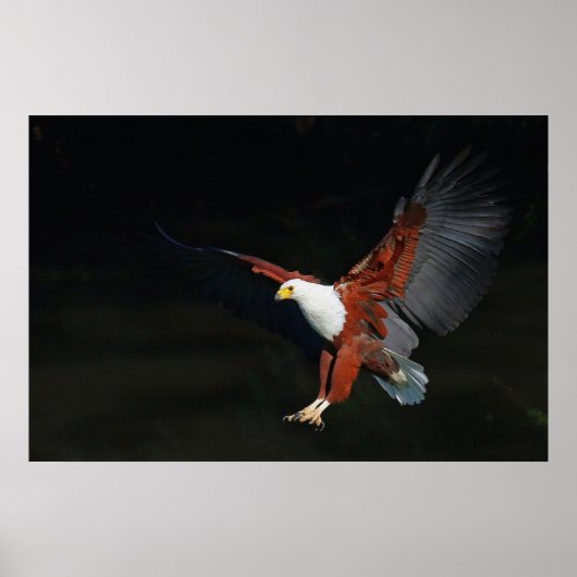 Poster Aigle (Devant)