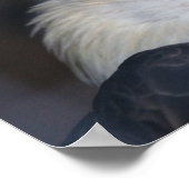 Poster Aigle (Coin)