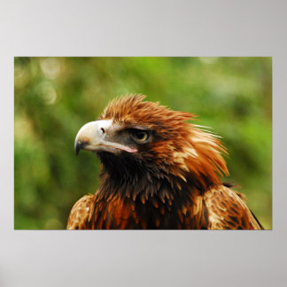 Poster Aigle
