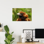 Poster Aigle (Bureau à domicile)
