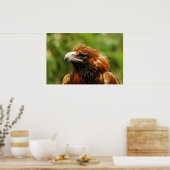 Poster Aigle (Cuisine)