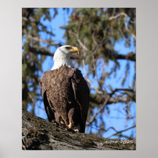 Poster Aigle