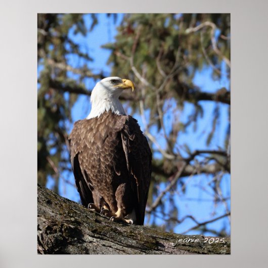 Poster Aigle (Devant)