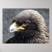 POSTER AIGLE (Devant)