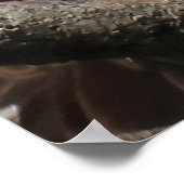 Poster Aigle à chaudes matures (Coin)