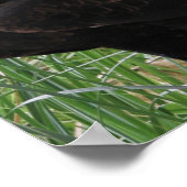 Poster Aigle à queue carrée (Aquila audax) (Coin)