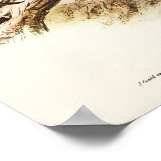 Poster Aigle à queue carrée par Elizabeth Gould (Coin)