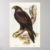 Poster Aigle à queue carrée par Elizabeth Gould (Devant)