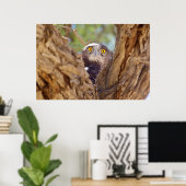 Poster Aigle à serpent à poitrine blanche (Bureau à domicile)