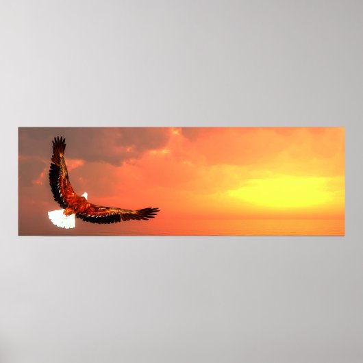 Poster Aigle à tête blanche (Devant)