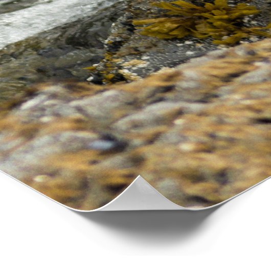 Poster Aigle à tête blanche (Coin)