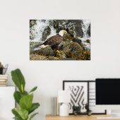Poster Aigle à tête blanche (Bureau à domicile)