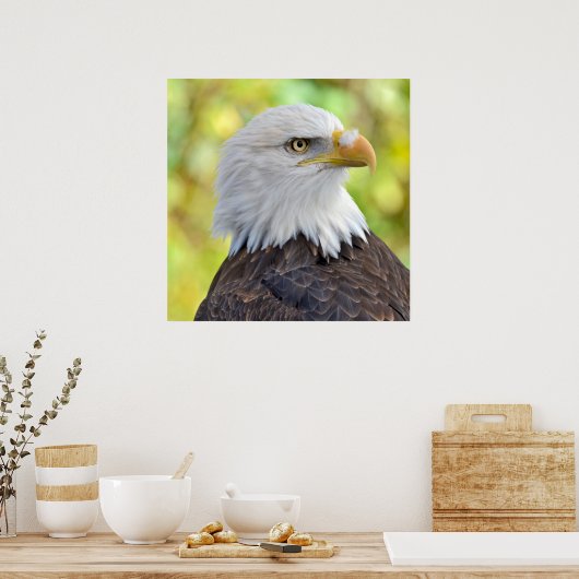 Poster Aigle à tête blanche (Cuisine)