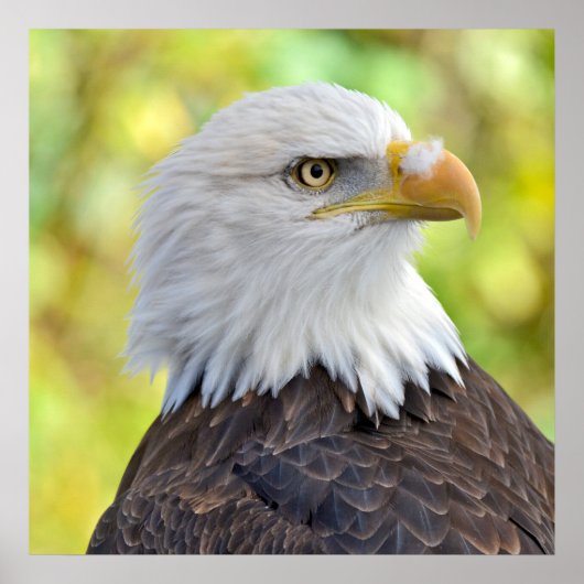 Poster Aigle à tête blanche (Devant)