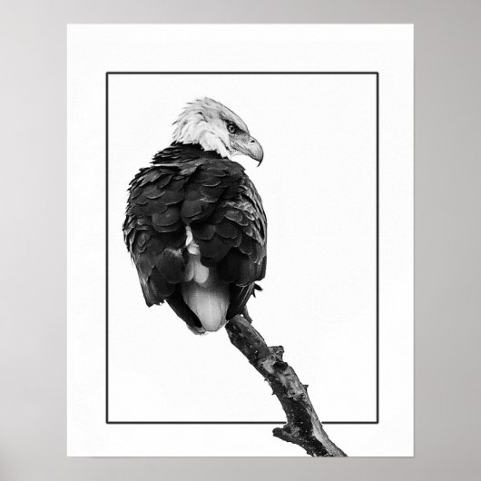 Poster Aigle à tête blanche (Devant)