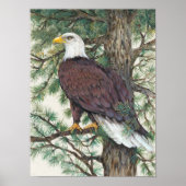Poster Aigle à tête blanche (Devant)