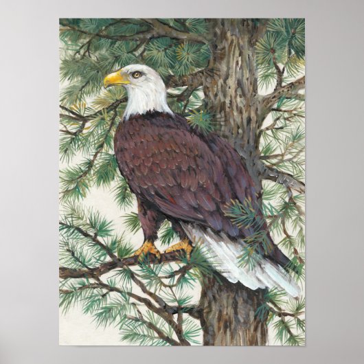 Poster Aigle à tête blanche (Devant)