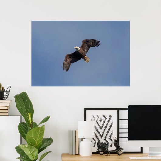Poster Aigle à tête blanche 36x24 en vol (Bureau à domicile)