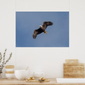Poster Aigle à tête blanche 36x24 en vol (Cuisine)