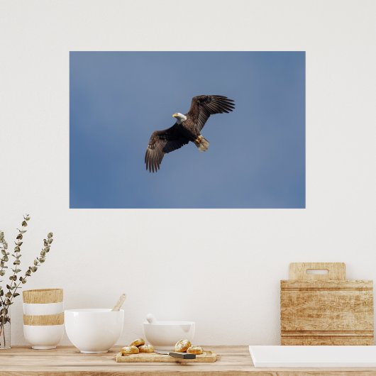 Poster Aigle à tête blanche 36x24 en vol (Cuisine)