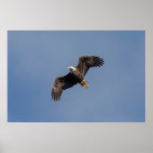 Poster Aigle à tête blanche 36x24 en vol (Devant)