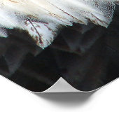 Poster Aigle à tête blanche américaine (Coin)