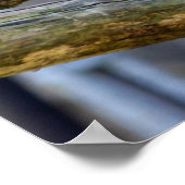 Poster Aigle à tête blanche américaine (Coin)