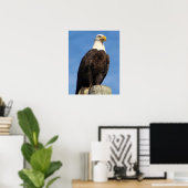 Poster Aigle à tête blanche américaine (Bureau à domicile)