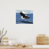 Poster aigle à tête blanche, Haliaeetus leuccocephalus en (Cuisine)