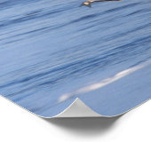 Poster aigle à tête blanche, Haliaeetus leucocephalus, en (Coin)