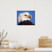 Poster aigle à tête blanche, Haliaeetus leucocephalus, gr (Cuisine)