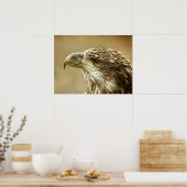 Poster Aigle à tête blanche immature (Cuisine)