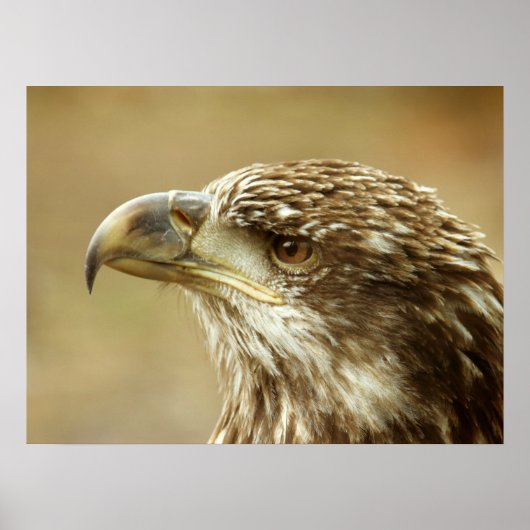 Poster Aigle à tête blanche immature (Devant)