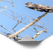 Poster Aigle à tête blanche juvénile (Coin)