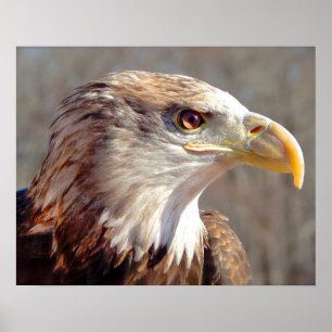 Poster Aigle à tête blanche juvénile