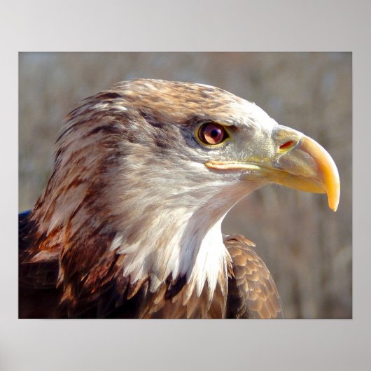 Poster Aigle à tête blanche juvénile (Devant)